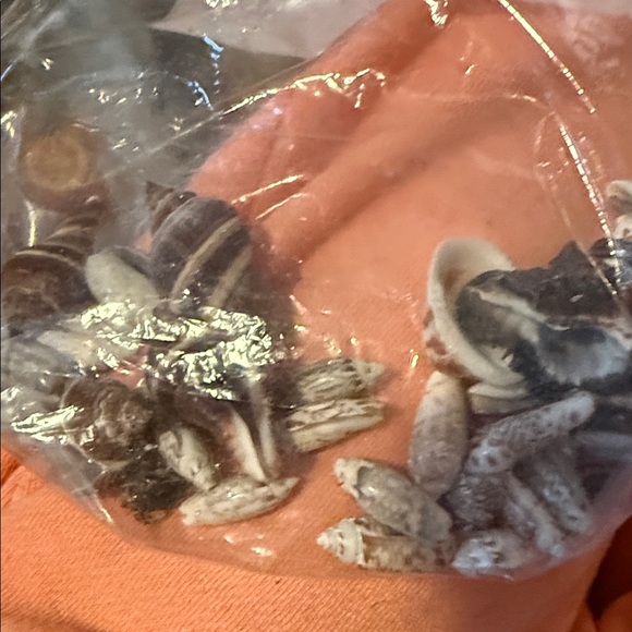 Assorted Seashell Collection - Picture 12 of 13